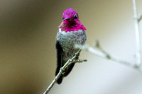 Hmmingbirds