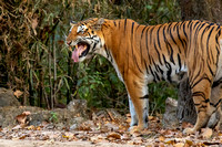Tigers/ India